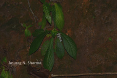 Neurocalyx calycinus